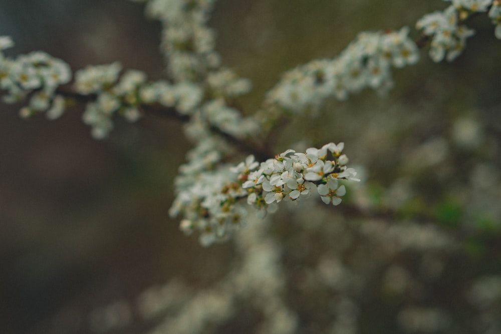 macro photography of white petaled flower