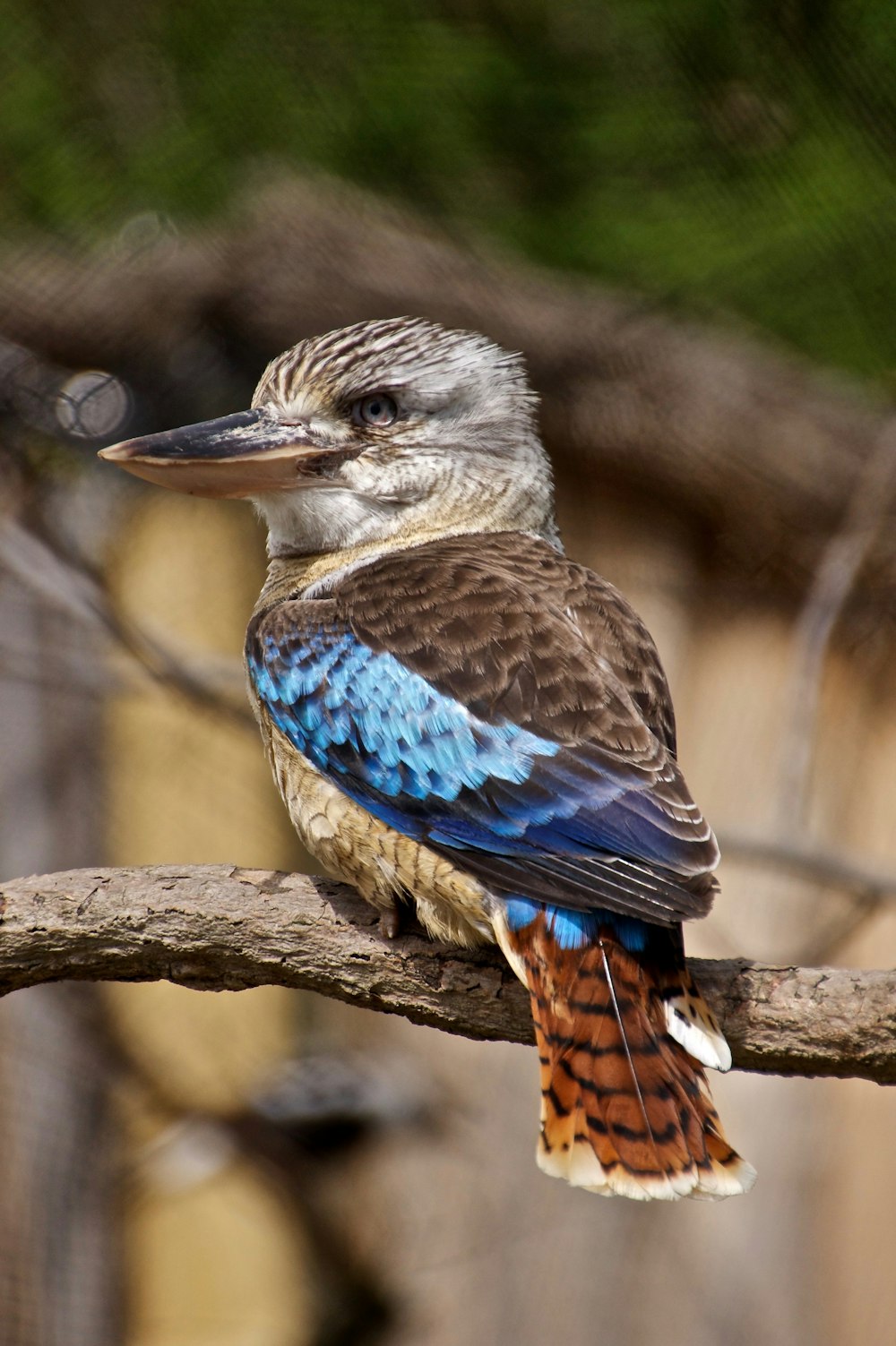 Fotografía de primer plano de pájaro azul, gris, marrón y blanco en la rama de un árbol