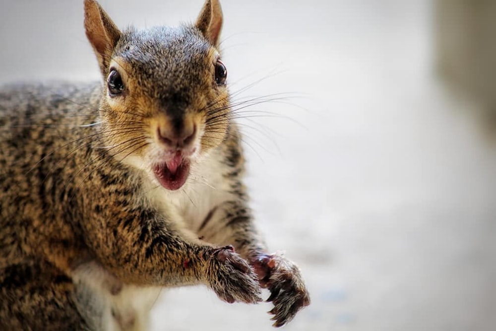 macro photography of brown and gray squirrel