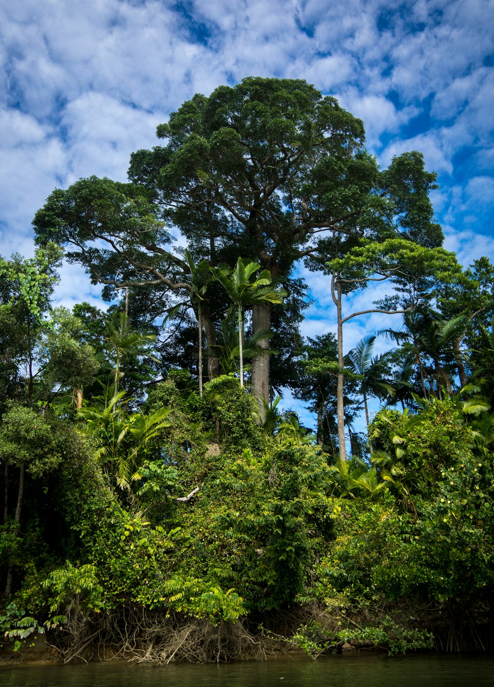 low-angle photography of green tall tree near lake