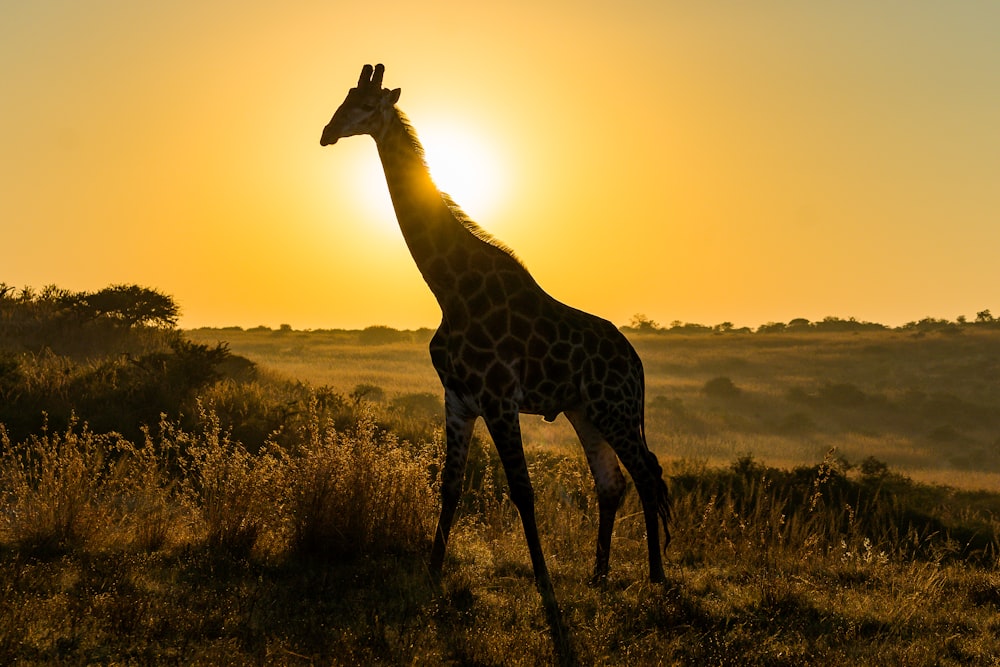 giraffe on steppe