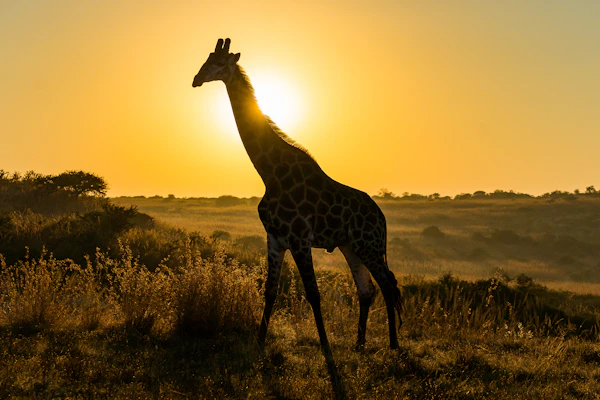 Réveillon na África do Sul: Safári e Cape Town