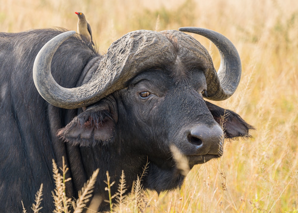 water buffalo on wheat field