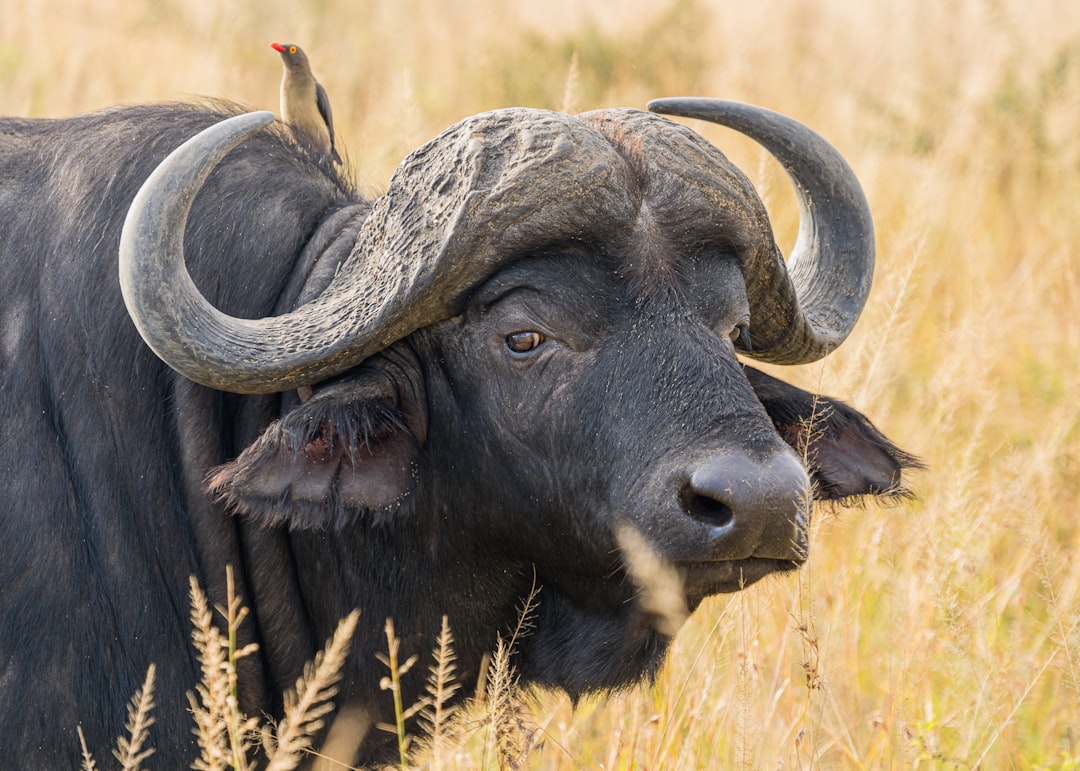 Buffalo vs Cow What #39 s the Difference? This vs That Buffalo vs Cow What #39 s the Difference? This vs That