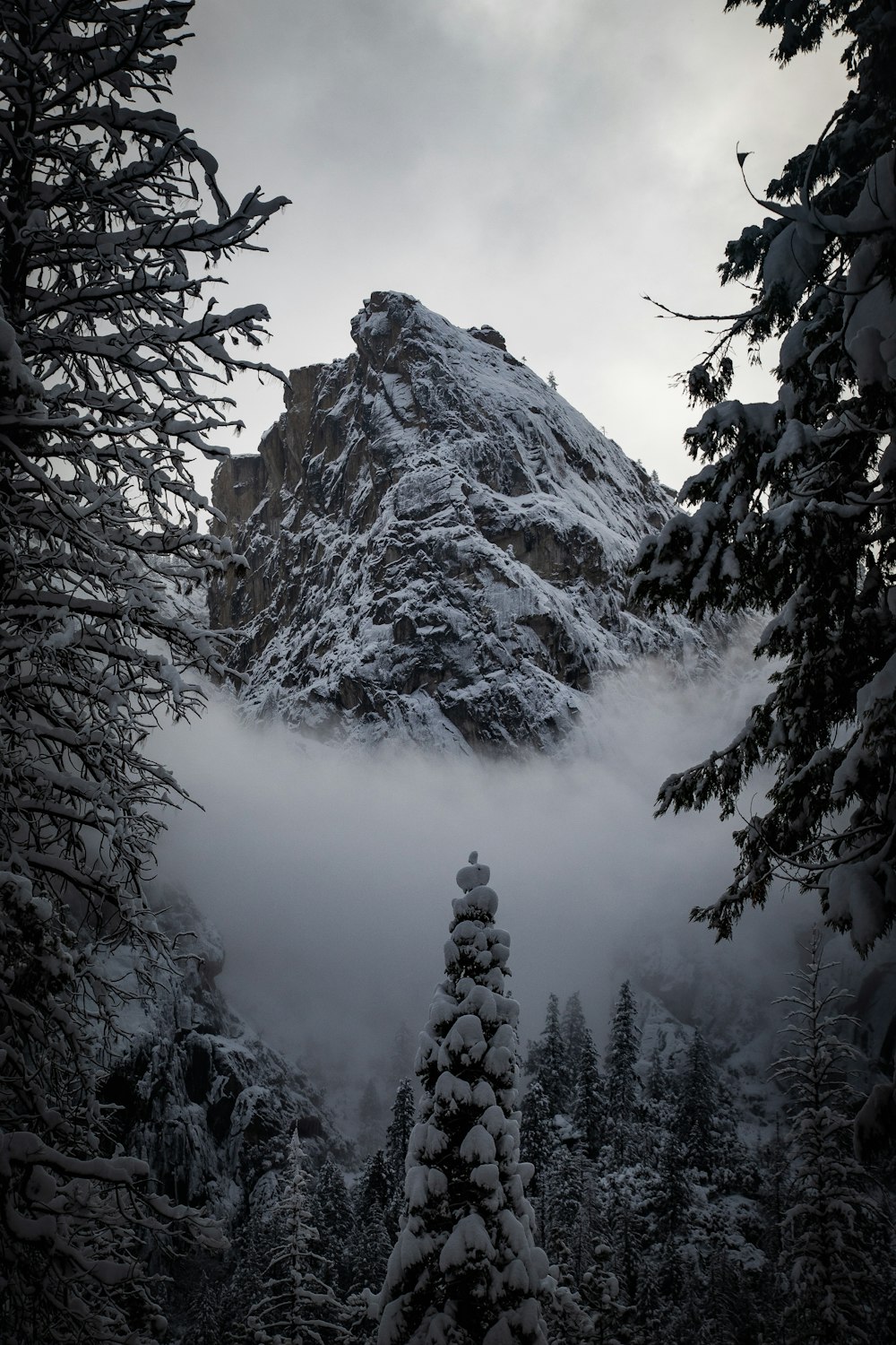 mountain and green trees covered with snow