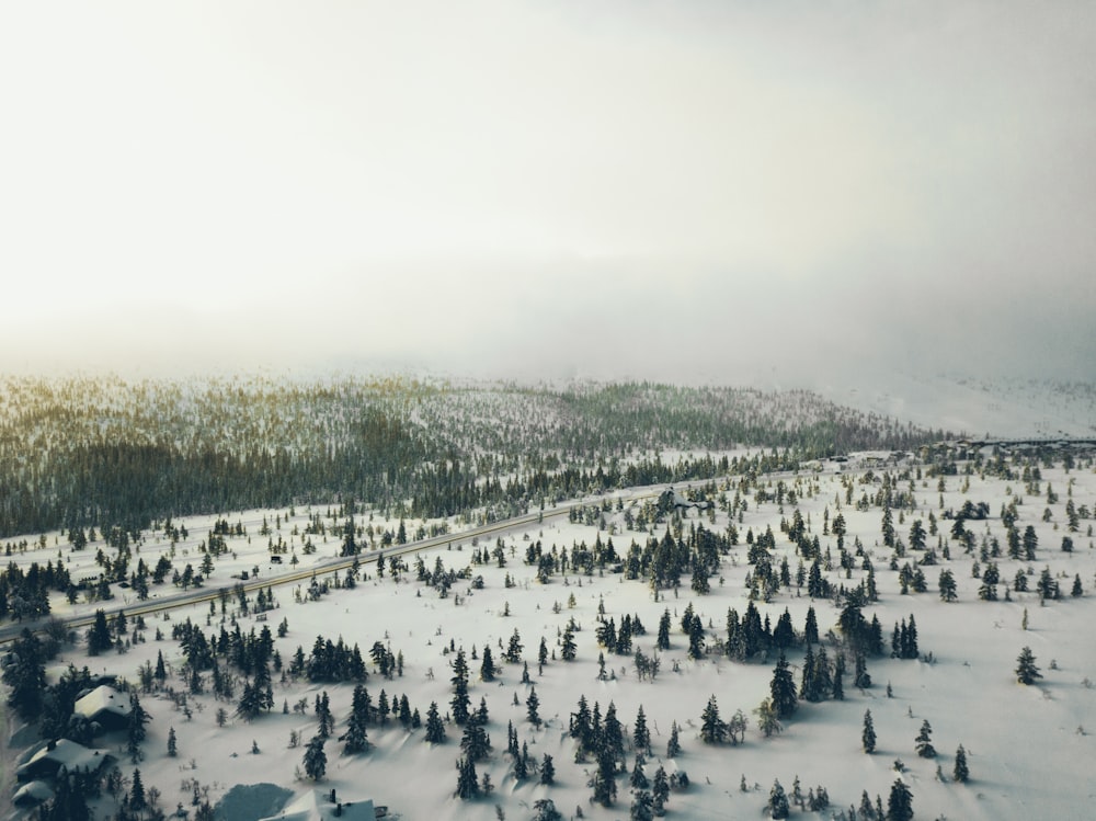 aerial photography of field and trees covered with snow during daytime