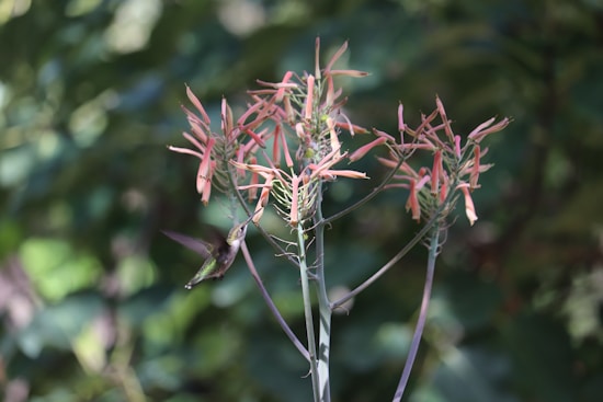 A hummingbird hovers near the vibrant, pinkish-red flowers of a plant. The background is a lush green, suggesting a natural outdoor setting. The hummingbird's wings are a blur, capturing movement in mid-flight.