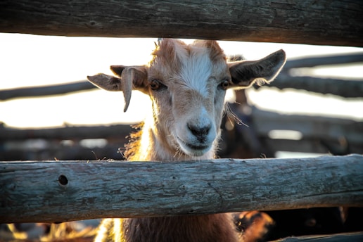 A goat with light brown and white fur appears between wooden fence posts, its head slightly tilted and ears perked up. The sunlight creates a warm glow around the goat, enhancing its soft fur. The background shows blurred, rustic wooden beams, suggesting a rural setting.