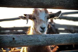 A goat with light brown and white fur appears between wooden fence posts, its head slightly tilted and ears perked up. The sunlight creates a warm glow around the goat, enhancing its soft fur. The background shows blurred, rustic wooden beams, suggesting a rural setting.