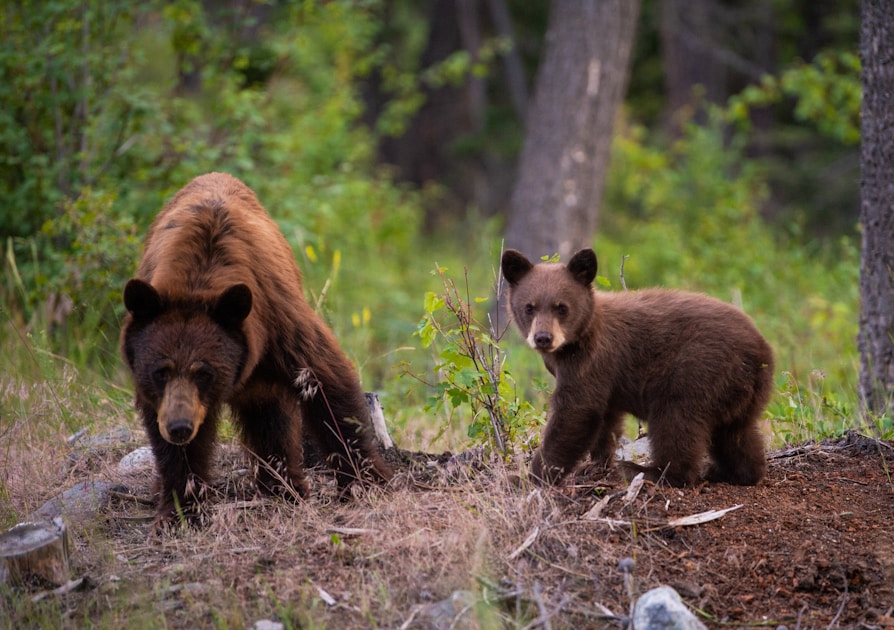 Dense northern Idaho conifer forest with a logging road cutting through old-growth timber and clear-cut openings — prime black bear habitat