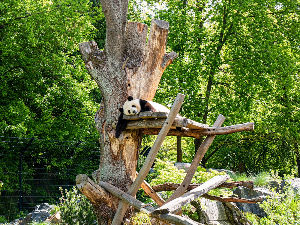 panda sleeping on the tree trunk