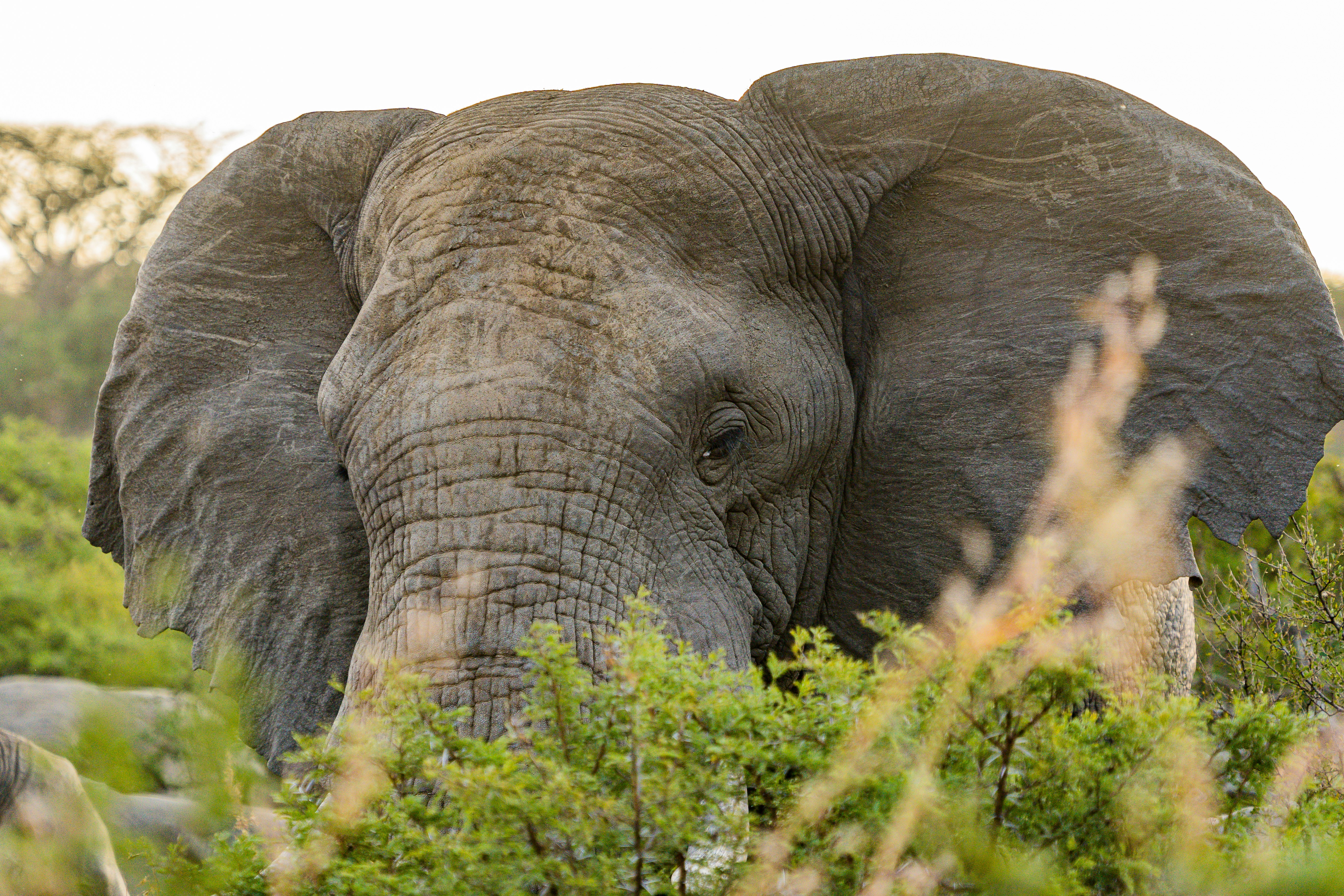 a large elephant standing in a lush green field