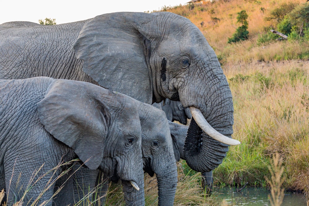 elephant with two calves