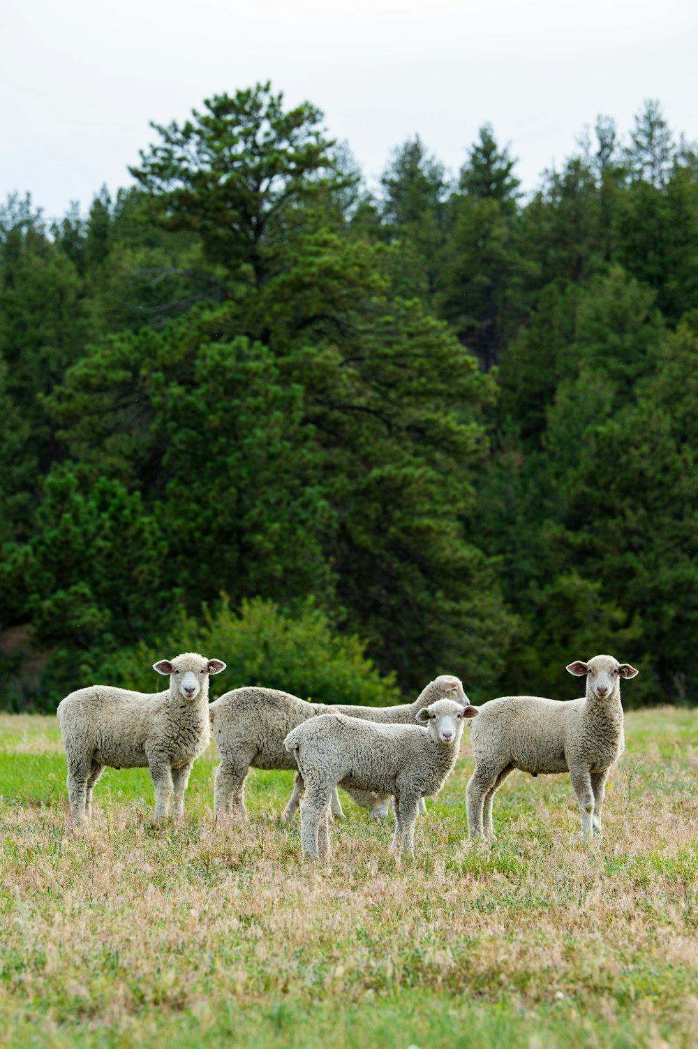 four white sheep on green field surrounded with green trees