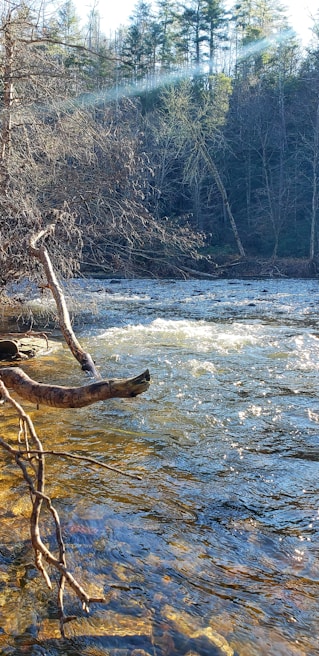 Clear blue river flowing gently through a dense forest with sunlight filtering through the leaves.