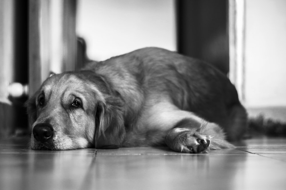 grayscale photography of adult Labrador retriever lying on floor