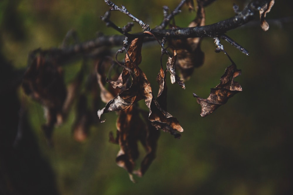 macro photography of brown leaves