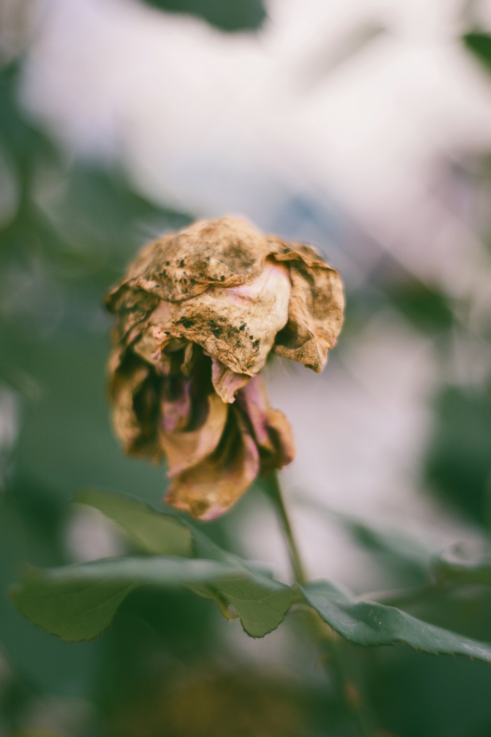 Macrophotographie de fleur brune