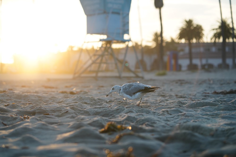 seagull bird on sand