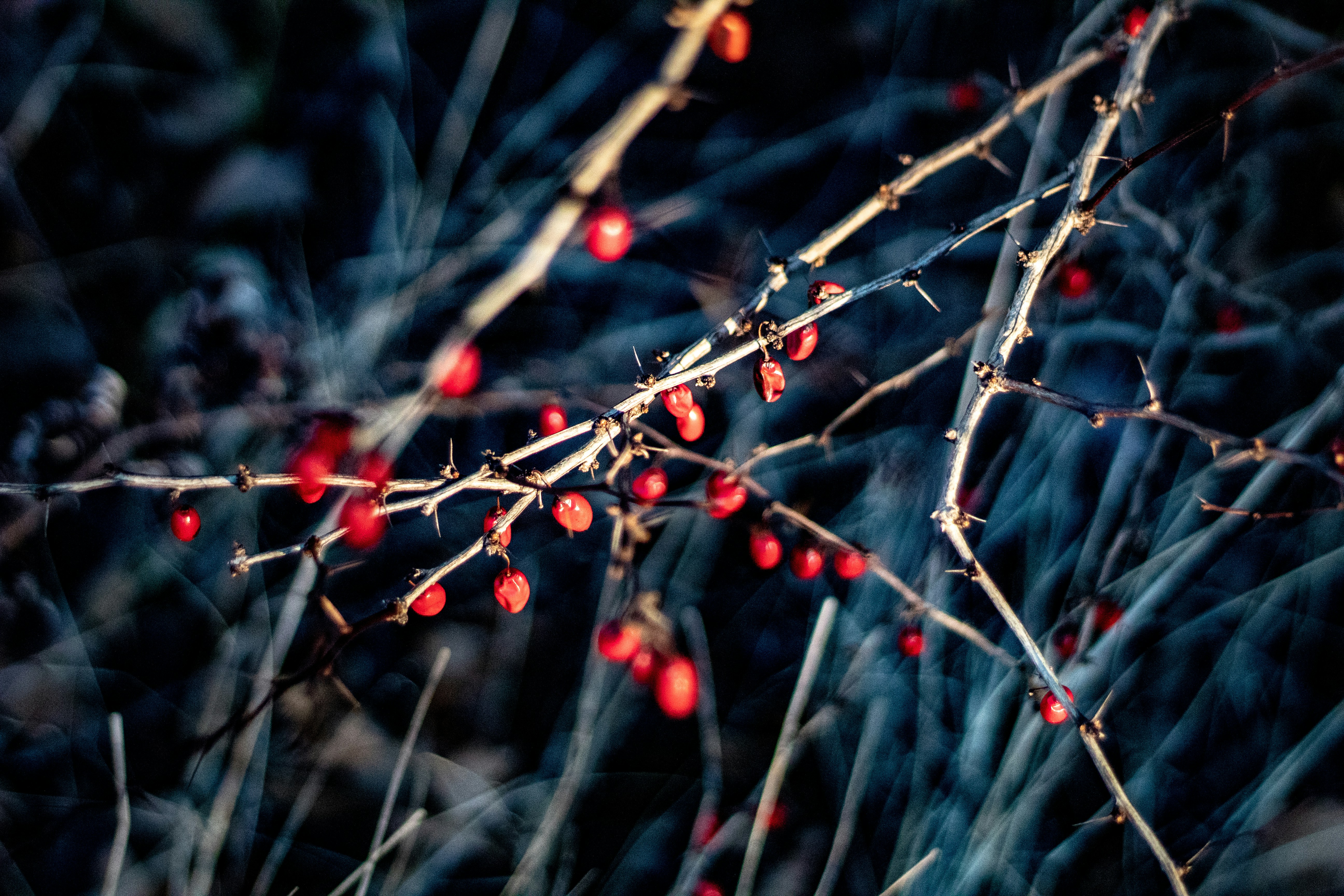 Photo by timschwinge