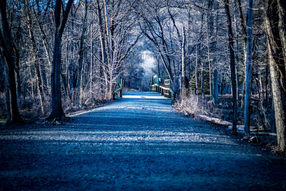 gray road surrounded with bare trees during daytime
