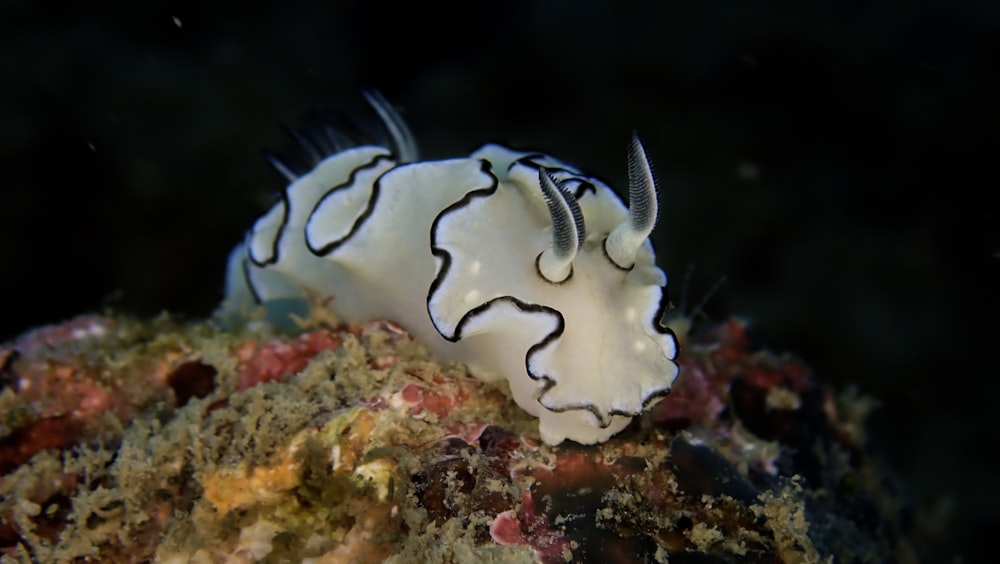 white and blue sea creatures