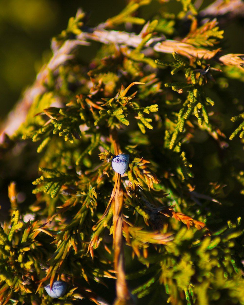 green-leafed tree