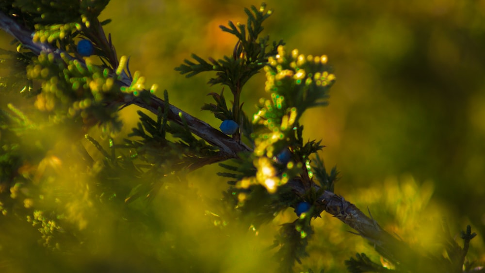 green-leafed plant