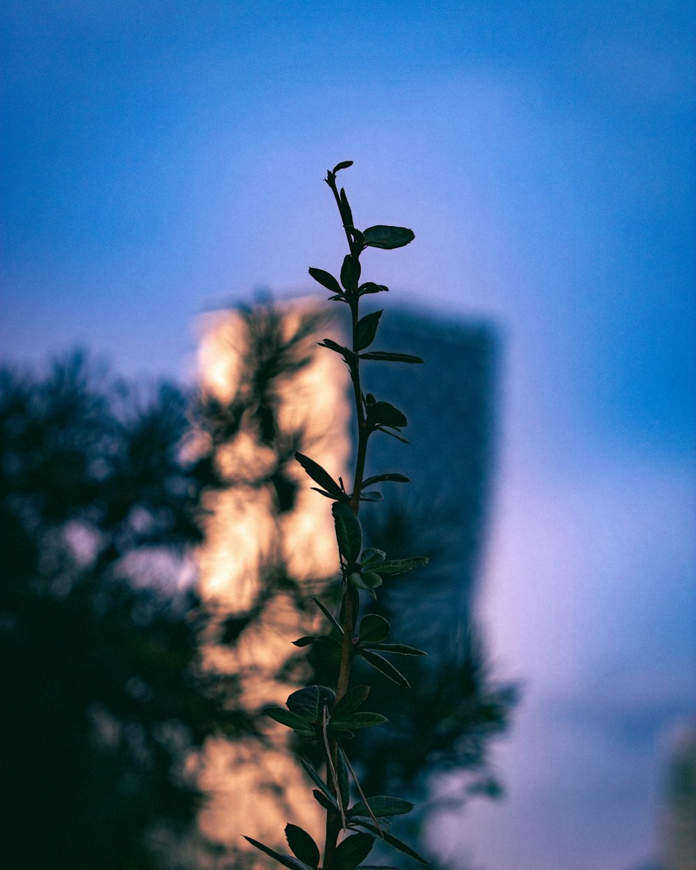 green-leafed plant