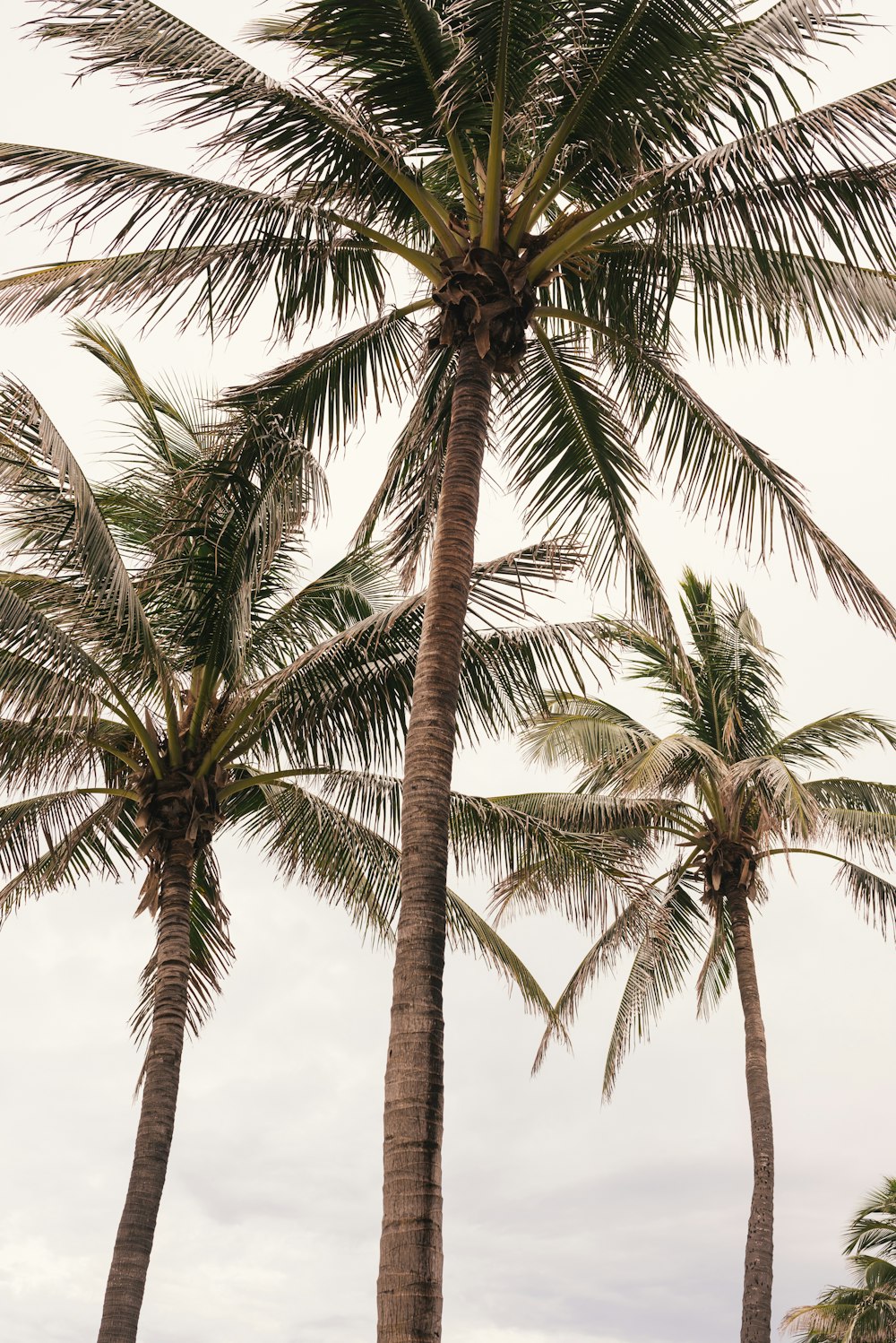 coconut trees photograph