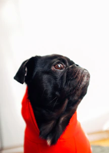 A stylish hoodie featuring the bold Paws Mafia logo laid out on a wooden table.
