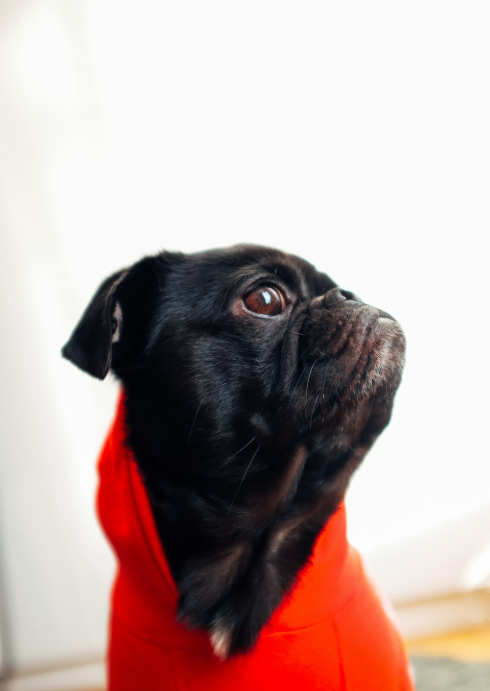 black pug with red dress