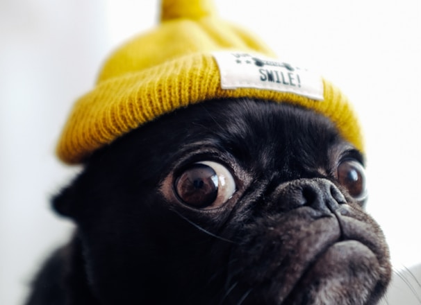 black pug puppy