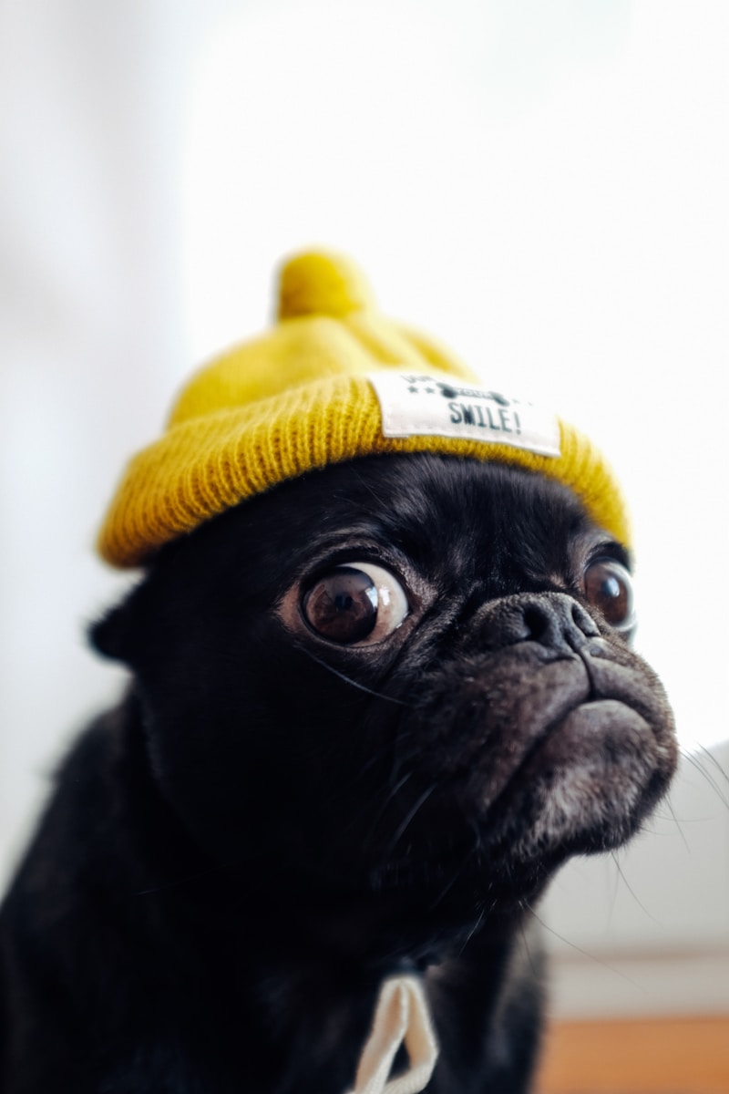 Pug - Image 2