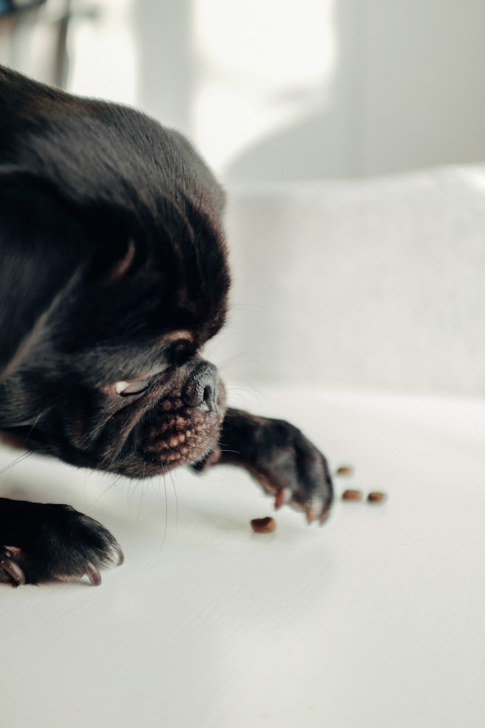 black pug puppy