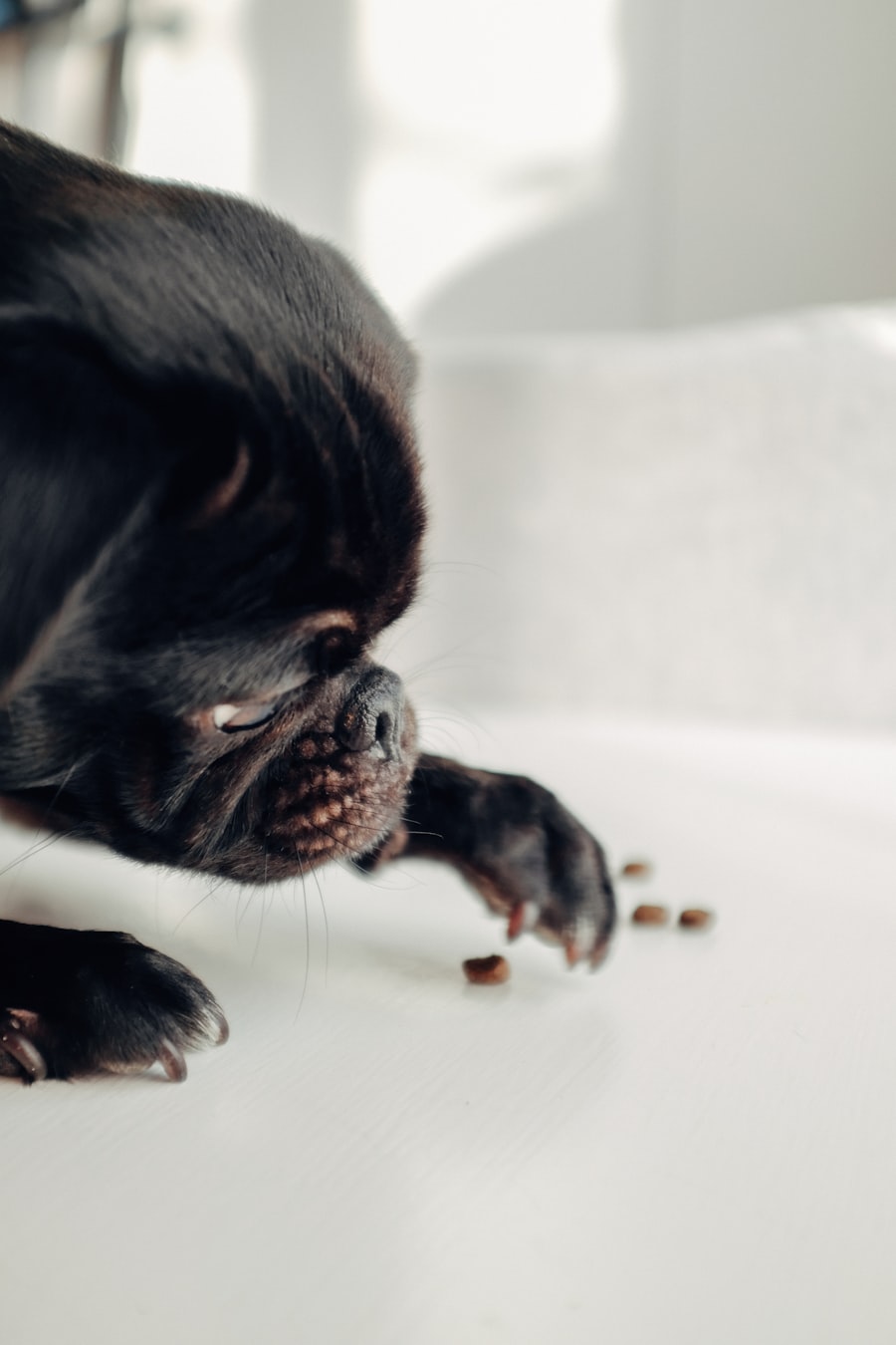 Dog sitting calmly while owner prepares medication with a treat nearby