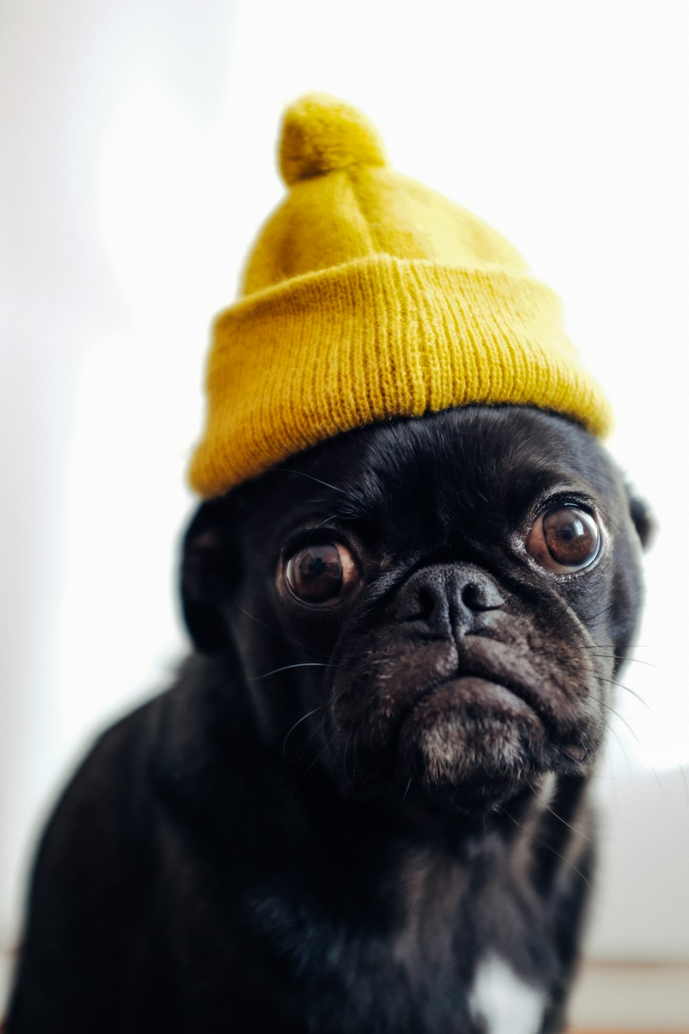 black pug wearing yellow knit cap