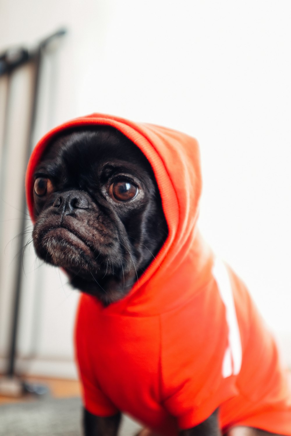 black pug puppy wearing red hooded dress