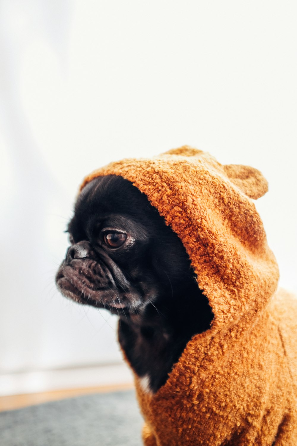 black pug puppy wearing brown hooded dress