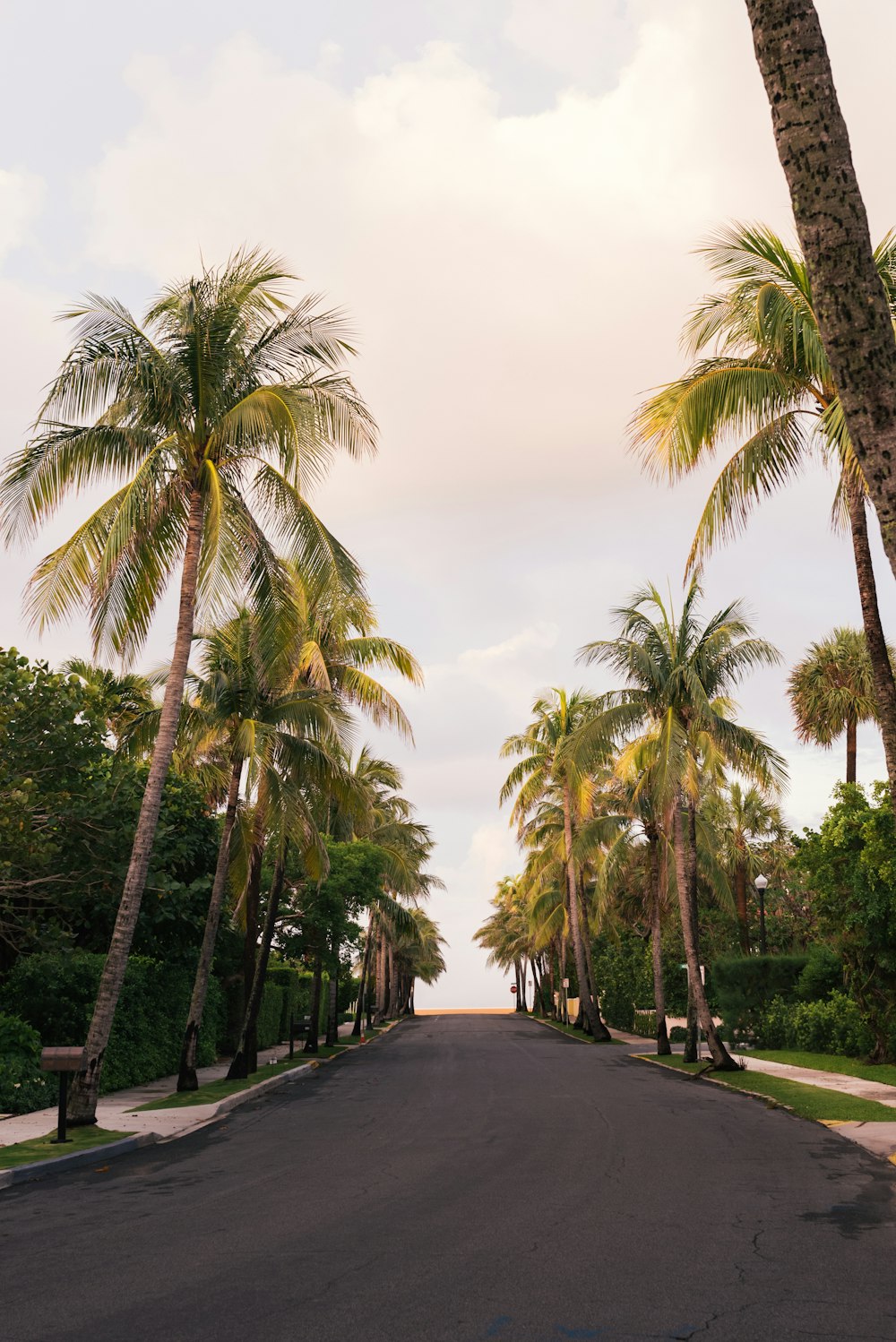 photographie de cocotiers