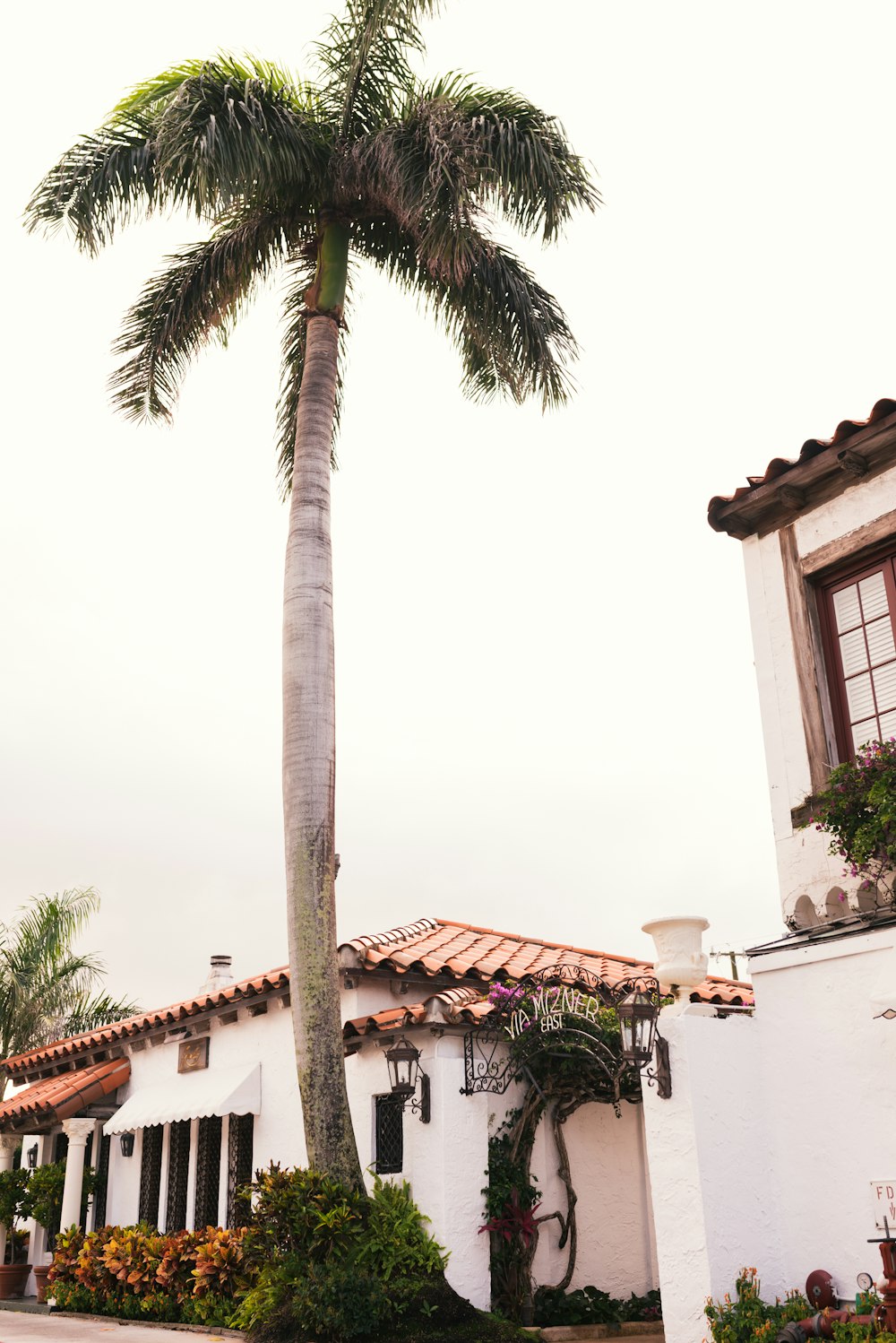 palm tree beside houses