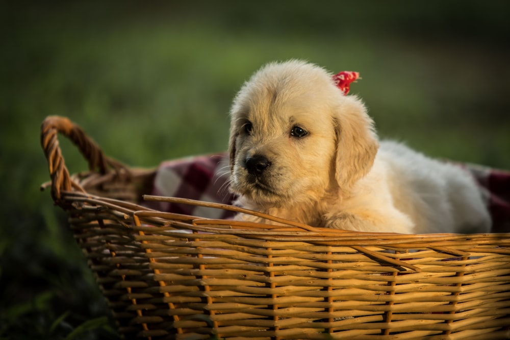 white puppy in basket in macro photography