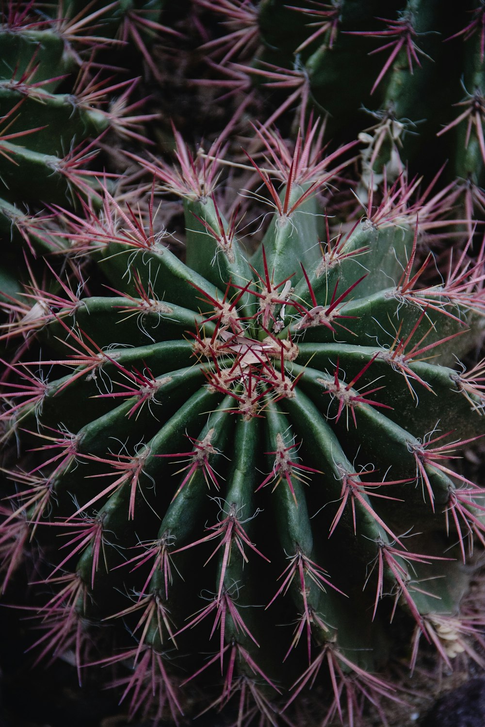 Fotografia di cactus a sfera