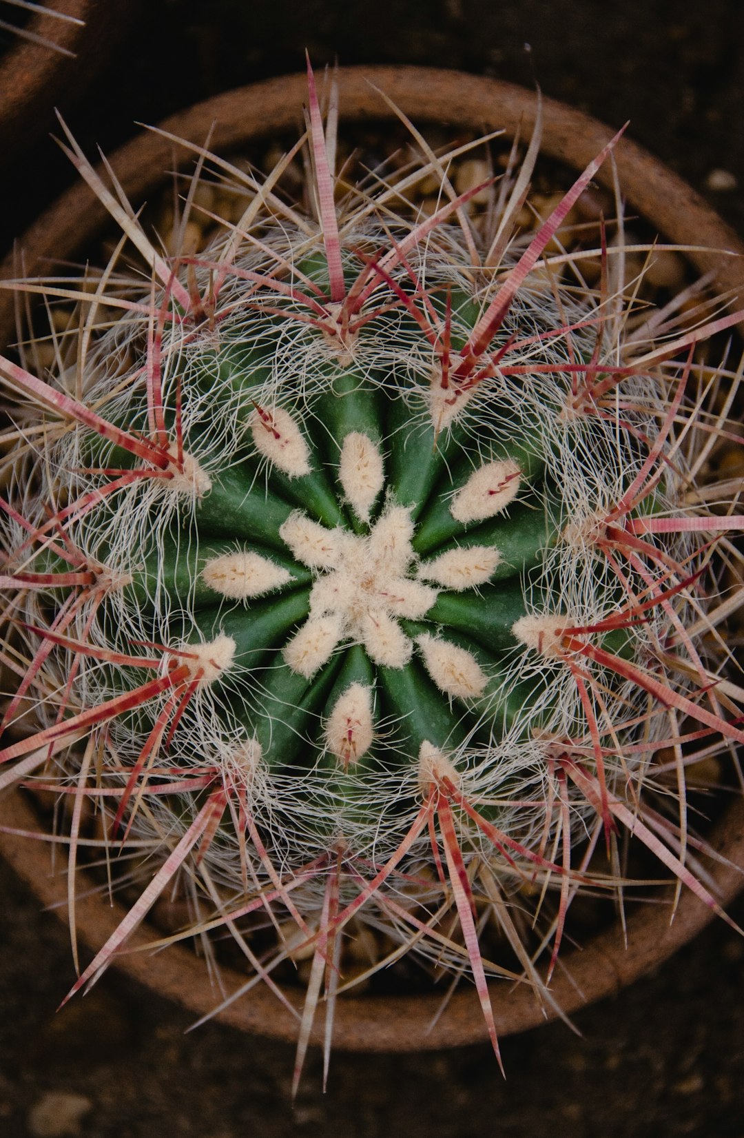 ball cactus in the pot photograph