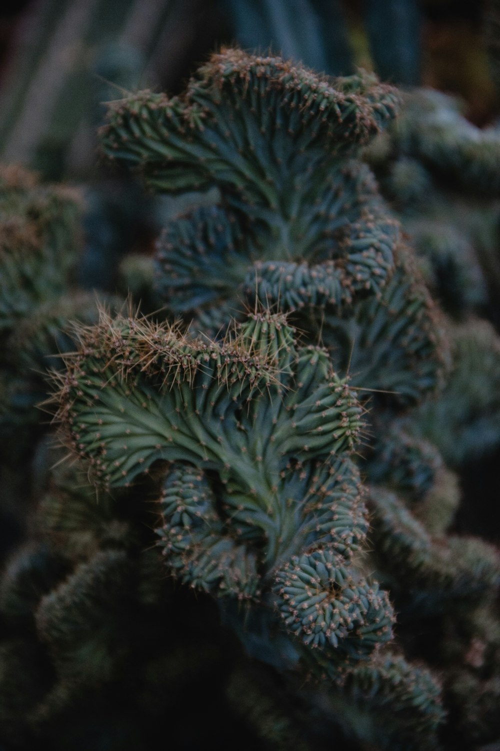 cactus plant close-up photograph