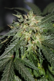 green-leafed plant photograph