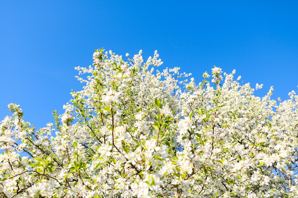 white petaled flower