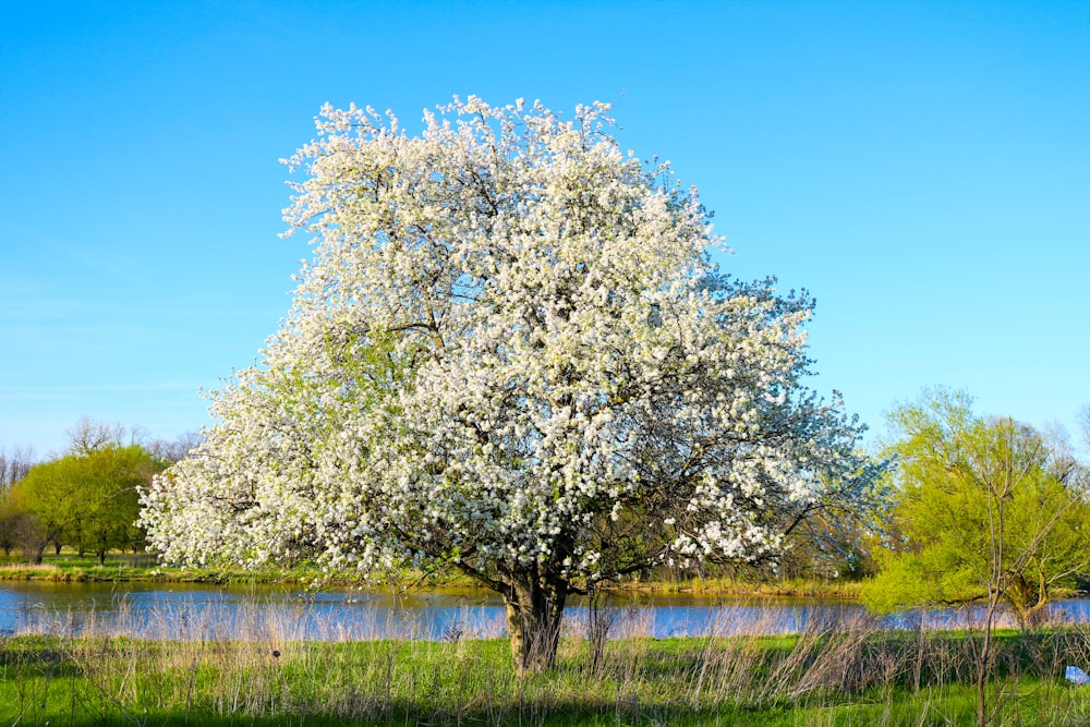 white-petaled trees beside river