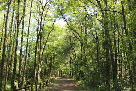 empty road between trees