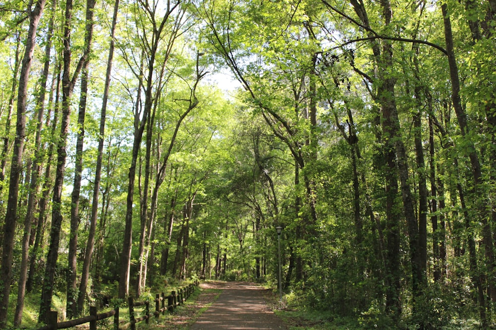 empty road between trees